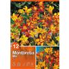 Montbretia "Mix"