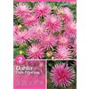 Dalia "Park Princess"