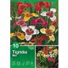 Tigridia "Mix"