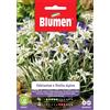 Blumen Semi Blumen Edelweiss o stella alpina