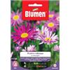 Blumen Semi Blumen Piretro Robinson