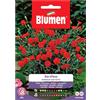 Blumen Semi Blumen Garofano chabaud bianco screziato