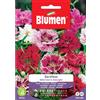 Semi Blumen Garofano della cina in miscuglio