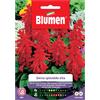 Blumen Semi Blumen Salvia splendida alta