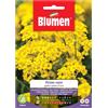 Blumen Semi Blumen Alisso giallo nano cesto d`oro
