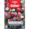Blumen Semi Blumen Bellis perennis o Margherita pompon