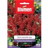 Blumen Semi Blumen Salvia splendida nana