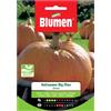 Semi Blumen Zucca di Halloween