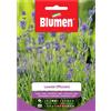 Blumen Semi Lavanda officinalis Blumen