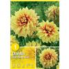 Dalia "Dazzling Sun"