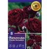 Ranuncolo "Purple Sensation"