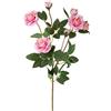 Rosa selvatica 59 cm
