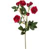 Rosa selvatica 59 cm