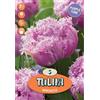 Tulipano newcastle 5/b viola