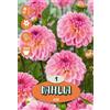 Royal De Ree Holland Bulbi da fiore Dahlia Ilse