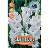 Royal De Ree Holland Bulbi da fiore Gladiolus White Prosperity