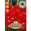 Royal De Ree Holland Bulbi da fiore Gladiolus Traderhorn