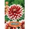 Royal De Ree Holland Bulbi da fiore Dahlia Duet