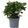 Plant in a Box - Gardenia Jasminoides - Gelsomino del Capo - Vaso 13cm - Altezza 20-30cm