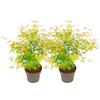 Plant in a Box - Ao giapponese 'Orange Lace' - Set de 2 - Ao giapponese A - Bellissimi colori vivaci - Vaso 19 - Altezza 60-70cm