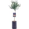 SUN TOUCH Pianta di Finger Lime/Caviale di limone - Frutto Rosso - Citrus Australasica - H100cm inclusa Fitocella