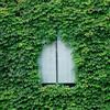 Generic vino selvatico - Parthenocissus tricuspidata - giardino interno rampicanti esterno tappezzanti rialzata raro giardino roccioso d'appartamento 200semi