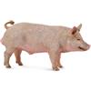 Collecta 88864 - Maiale Maschio