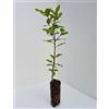 Vivaio di Castelletto 3 piante di Leccio Elce Quercus ilex pianta in vaso 7x7 cm Vivaio di Castelletto