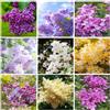 Generico Oltre 200 lillà perenni misti di prima qualità (Syringa Vulgaris) - senza OGM, varietà tradizionali - arbusti resistenti al freddo per giardini domestici e architettura del paesaggio