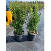 Vivaio di Castelletto Bosso comune Buxus sempervirens pianta da siepe sempreverde in vaso ø18 cm h. 30/50 cm Vivaio di Castelletto