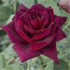 Rose Barni Black Perfumella®, rosa viva di Rose Barni®, pianta rifiorente in vaso, fiori grandi, profumo intenso, colore rosso scurissimo, cod. 71044