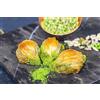 SINCE 1871 GÜLLÜOGLU Gulluoglu Baklava turco a forma di cozze, prodotto di recente e di lunga durata, Baklava tradizionale turco (Pistachio, 20 pezzi (1,0 kg))
