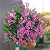 Generic garofani, Dianthus, balcone giardino per esterni selvatici all'ombra interno vecchie varietà giardino rampicanti primaverili rupestri 850semi