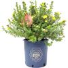 Vannucci Piante - Potentilla fruticosa 'Kobold', pianta in vaso, pianta da esterno, pianta da terrazzo