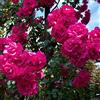 Rose Barni Pretty Pink®, rosa rampicante in vaso di Rose Barni®, pianta rampicante rifiorente a mazzi,h. raggiunta fino a 5 metri, pianta di rosa resistente alle malattie, leggermente profumata, cod.18088