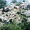 Generic Cardiocrinum Giganteum Lys gigante dell'Himalaya 5 grani