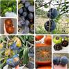Generic Diospyros Digina - a crescita Budino al cioccolato e sapote nero vaso resistenti, adatte all'uso esterno, cespugli di bacche frutteto 70semi