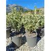 Vivaio di Castelletto Evonimo Euonymus japonicus Bravo pianta da siepe sempreverde in vaso ø19 cm FOTO REALI Vivaio di Castelletto