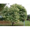 Generic Umbellularia Californica (da 10)