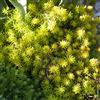PERAGA GARDEN 1 PIANTA DI SEDUM RUPESTRE IN VASO 15CM