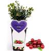 POWERS TO FLOWERS - MIRTILLO ROSSO, VACCINIUM, pianta vera