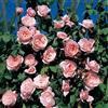 Rose Barni Nahema®, rosa rampicante in vaso di Rose Barni®, pianta rampicante rifiorente grandi fiori, altezza raggiunta 5 metri, rifiorente con fiori rosa confetto, profumatissima, cod. 16060.