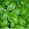PAGANO DOMENICO E FIGLI SEMENTI DAL 1954 BASILICO GENOVESE 270 SEMI foglia larga PESTO LIGURE Basil pianta erba aromatica