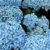 Orvital Concime in Pellet Ortensie 1 kg