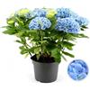 POWERS TO FLOWERS - ORTENSIA AZZURRA - BLU, VASO 15CM DIAMETRO, pianta vera