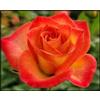 Vnuhgzs Rosa rara/Rosa ibrida Rizoma/Rizoma/Resistente/Giardino/Facile da curare/Decorazione per esterni-1 Rizoma-D
