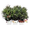 Generic Nerium Oleander, 3 Piante oleandro colori misti rosa, bianco,rosso, piante a cespuglio, Piante da siepe,Piante da esterno diametro vaso colorato diametro15 cm