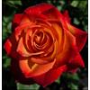 Vnuhgzs Rosa rara/Rosa ibrida Rizoma/Rizoma/Resistente/Giardino/Facile da curare/Decorazione per esterni-1 Rizoma-A