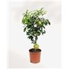 Vivaio di Castelletto Pomelo Pummelo Citrus maxima pianta innestata in vaso ø20 cm h 100/120 cm Agrumi di Sicilia Made in Italy Vivaio di Castelletto