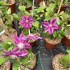 AMDGarden Pianta di Clematide Clematis Ernest Markham Fiore Rosso Rampicante Vaso 18cm
